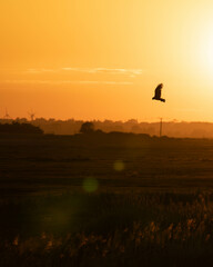 Marsh Harrier at Walberswick