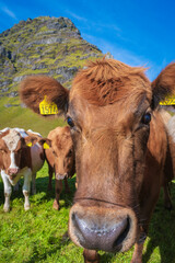 Fototapeta na wymiar Cows grazing in the meadows of Iceland