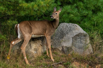 whitetaile deer doe in forest