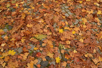 autumn leaves background