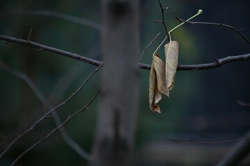 the last autumn leaf on a dark background. copy space. late autumn concept