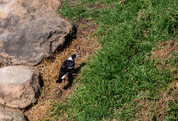 Australian Magpie (Gymnorhina tibicen)