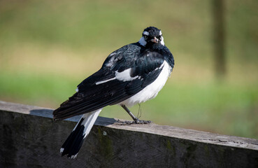 Australian Magpie-lark (Grallina cyanoleuca)