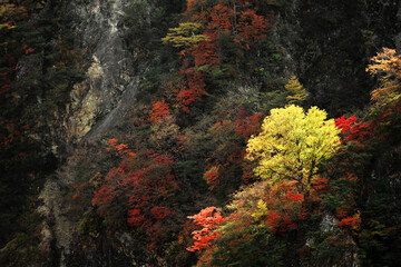 Autumn leaves in Japan, scenery of mountains in Nikko like a painting