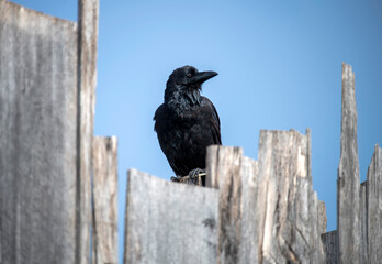 Australian Raven (Corvus coronoides)