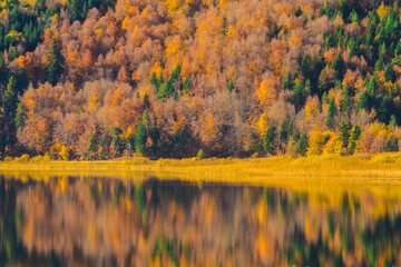 reflection of trees in lake
