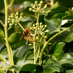 (Vespa crabro) Queen European hornet, a large social wasp, brown or black thorax and yellow stripes on its body