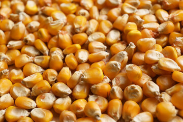 Delicious ripe corn seeds as background, closeup