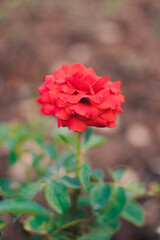 red rose in garden - fully bloomed red rose