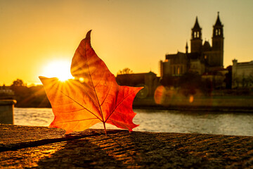 Magdeburger Dom mit Elbe und Ahornblatt im Sonnenuntergang