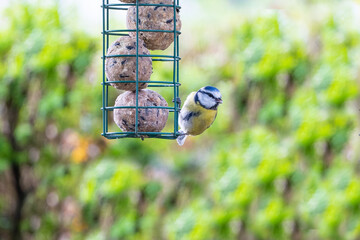 Blue tit bird hanging and eating on a feeder with fat balls hanging in the garden in winter