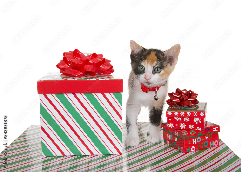 Wall mural calico mix kitten wearing a red collar standing on present box next to stacked christmas present box