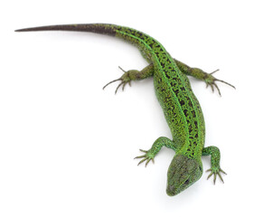 One green lizard.