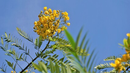 Closeup of beautiful flowers of Senna spectabilis known as Casia amarilla, Whitebark senna, yellow...