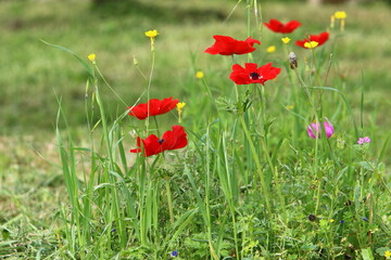 Obraz premium Bright anemone flowers bloomed in a forest clearing.