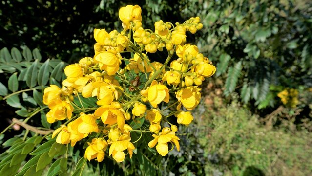 Closeup of beautiful flowers of Senna spectabilis known as Casia amarilla, Whitebark senna, yellow shower