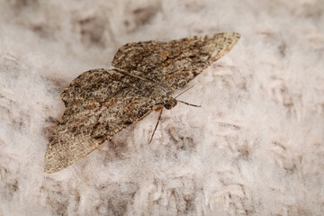Alcis repandata moth on beige knitted sweater, closeup