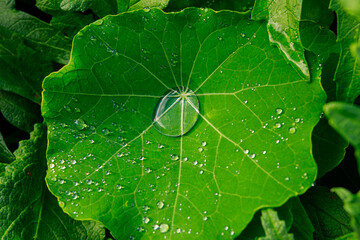 A recently watered cucumber leaf. The large leaf collected several droplets of water for the rest of the plant to enjoy.