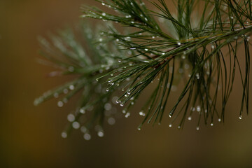 Pine branch with rain drops. Green pine needles with sparkling raindrops. Details of nature in rainy weather. Autumn details.