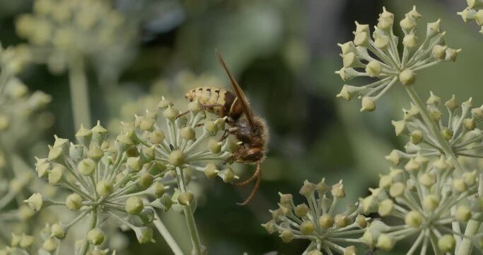 (Vespa crabro) Queen European hornet worker feeding on sap and nectar of common ivy