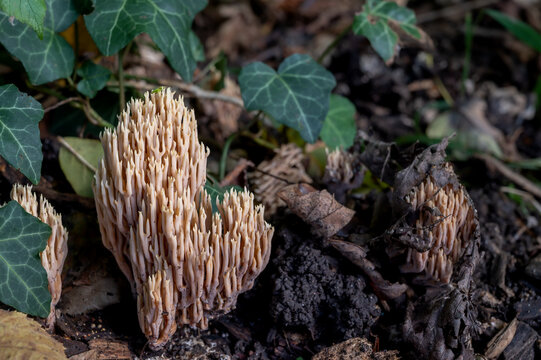 Mushrooms on the ground. Ramaria pallida mushroom. Toxic Ramaria Mairei Donk.