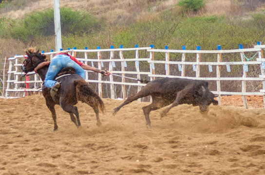 VAQUEJADA, VAQUEIRO DERRUBANDO BOI, VAQUEIRO NORDESTINO, VALEU BOI, PEGA DE BOI, FESTA DE VAQUEJADA, VAQUEIRO NORDESTINO, VAQUEIRO DO SERT&Atilde;O
