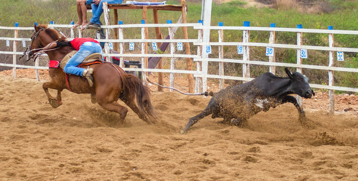 VAQUEJADA, VAQUEIRO DERRUBANDO BOI, VAQUEIRO NORDESTINO, VALEU BOI, PEGA DE BOI, FESTA DE VAQUEJADA, VAQUEIRO NORDESTINO, VAQUEIRO DO SERT&Atilde;O