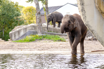 Obraz premium Two young elephants play with water at the zoo