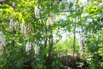Acacia white Flowers and leaves. A flowering plant in the spring used as a medicine. Beautiful flowering tree in an organic garden