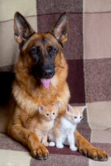German Shepherd and kittens lie side by side