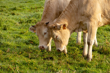 Naklejka na ściany i meble wo cows graze in the meadow in clear day