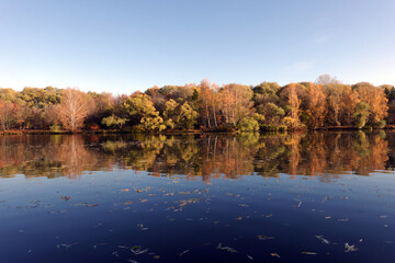 Calm rural landscape with calm still river and motley autumn colorful forest after it under blue cloudless sky