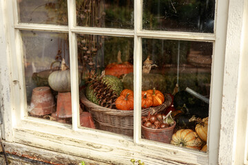 old wooden window with garlick, pumpkins , autumn still life, garden tools and view to autmn backyard reflect in glass vintage