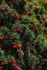  yew berry with red berries, details.