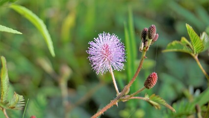 Closeup of flower of Mimosa pudica. The sensitive plant, sleepy plant with green foldable leaves background.