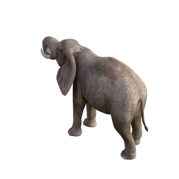Illustration of an elephant in different poses and angles for collage or clip art. Pose number 1 isolated on white background. 3D rendering illustration.