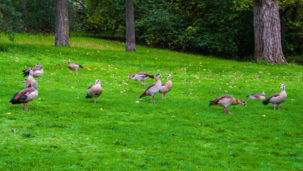 Flock of grazing egyptian geese on a green lawn in the park