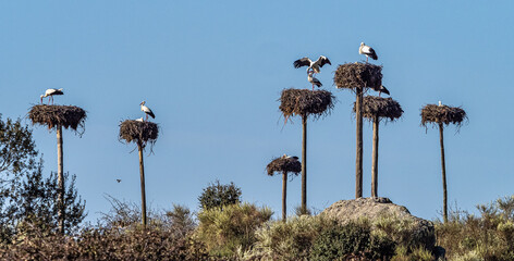 White storks, Ciconia ciconia, mating at Los Barruecos, Malpartida de Caceres, Extremadura, Spain.