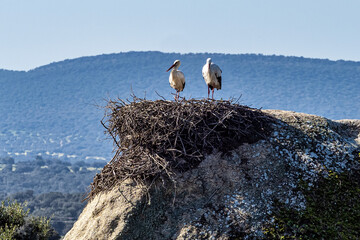 Storks colony in a protected area at Los Barruecos Natural Monument, Malpartida de Caceres,...