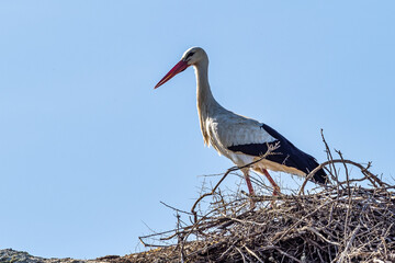 Storks colony in a protected area at Los Barruecos Natural Monument, Malpartida de Caceres, Extremadura, Spain.