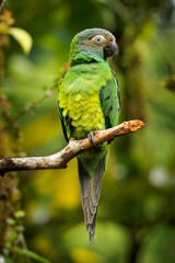 Dusky-headed Parakeet - Aratinga weddellii