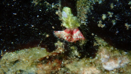 Calcareous tubeworm or fan worm, plume worm or red tube worm (Serpula vermicularis) close-up undersea, Aegean Sea, Greece, Halkidiki

