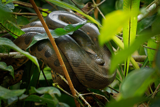 Green Anaconda - Eunectes murinus also giant, common anaconda, common water boa or sucuri, the heaviest known snake, found in South America, non-venomous constrictor. Snake resting in the bush