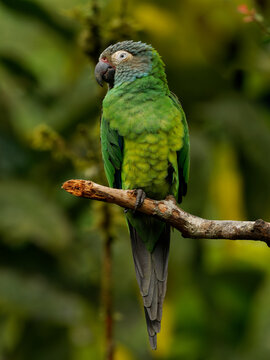 Dusky-headed Parakeet - Aratinga Weddellii