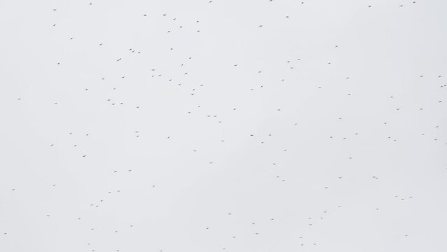 huge flock of migrating fieldfare (Turdus pilaris) arriving over Wiltshire UK, autumn cloudy sky 
