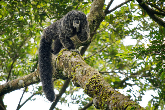 Monk Saki - Pithecia monachus, also Geoffroy's monk saki, type of New World monkey with big hairy tail from South America, found in forested areas of Ecuador, Brazil and Peru