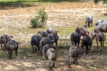 Iberian pigs grazing among the oaks on the fields at Membrio, Extremadura in Spain