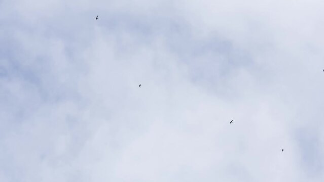 large flock of hundreds of migrating fieldfare (Turdus pilaris) arriving over Wiltshire UK, autumn cloudy sky 
