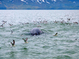 Humpback whale and seagulls in Husavik bay, Greenland Sea, Iceland. 