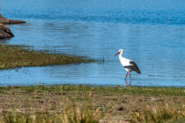 Storks colony in a protected area at Los Barruecos Natural Monument, Malpartida de Caceres, Extremadura, Spain.